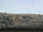 Cormorants